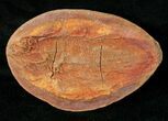 Perleidus Fossil Fish From Madagascar - Triassic #16738-2